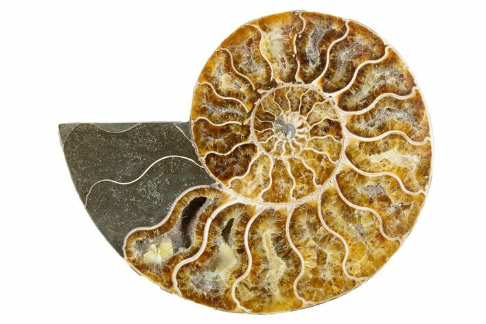 Cut & Polished Ammonite Fossil (Half) - Madagascar #346010